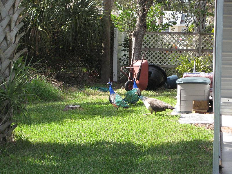 Picture 017